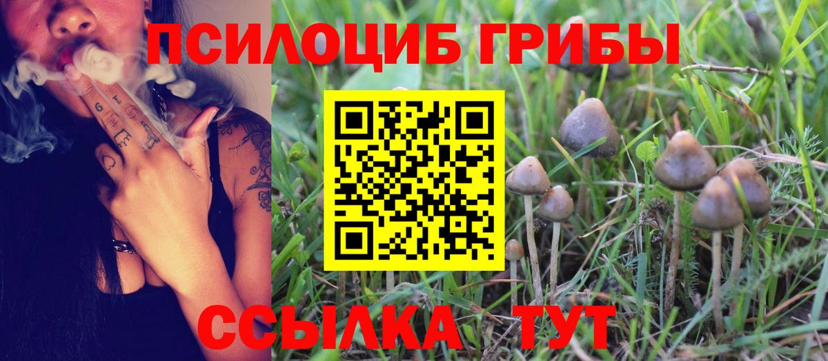 Чайковский  что такое   Вход с VPN  Галлюциногенные грибы MAGIC MUSHROOMS 